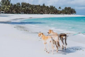 Best Dog Beaches in the UAE: Where Can Dogs Swim Legally in Dubai & RAK?