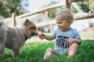 Dog Boarding vs In-Home Pet Sitting in Dubai: Which Is Safer for Holidays?