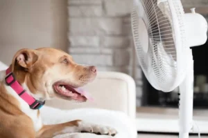 How to Protect Pets During UAE Sandstorms: Respiratory Care Guide