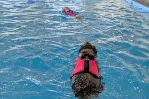 Hydrotherapy for Dogs in Dubai: Rehabilitation and Weight Loss Pools