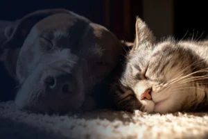 How to Relocate Your Dog or Cat to Dubai: UAE Import Permit Guide