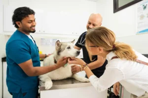 Best 24/7 Emergency Veterinary Hospitals and Animal Clinics in Dubai