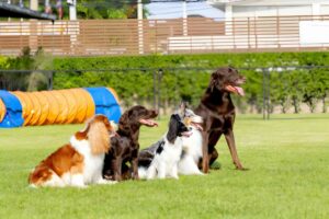 Top 7 Air Conditioned Indoor Dog Parks and Playgrounds in Dubai