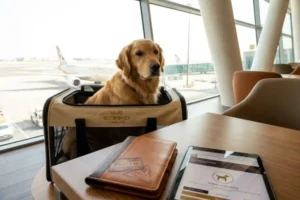 Traveling on Etihad and Emirates with Falcon, Cat or Dog: Official Baggage Policy